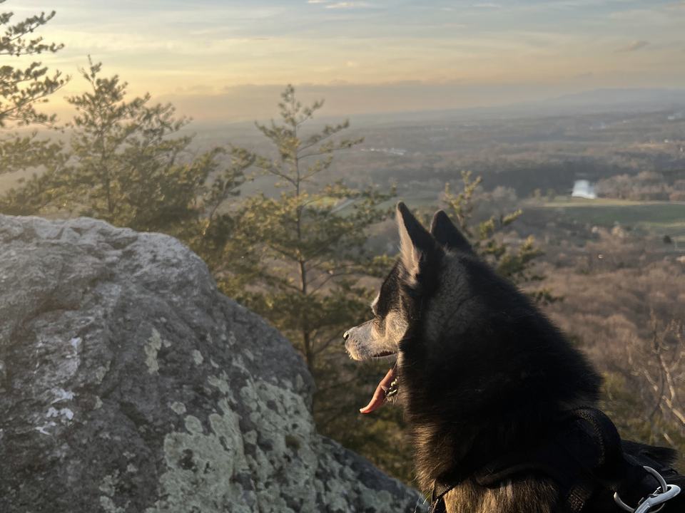 A dog on a rock overlook at sundown, looking out over the valley